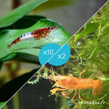 Lot de 10 Crevettes Rili Sakura Rouges et 2 Écrevisses naines CPO - lebonaqua