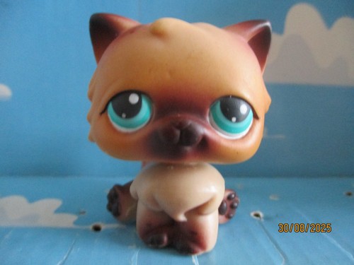 Petshop chat persan - n°22, /