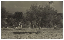 France, Les Pourcelles, Les ruches, Tirage vintage, 1950 Photo prise par Henri L