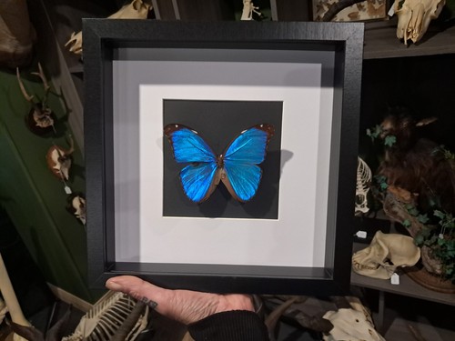 Papillon morpho didius sous - papillon,
