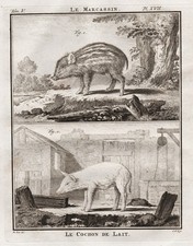 Sanglier Gravure De Cochon De