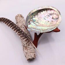 Naturel Coquille D'Ormeau