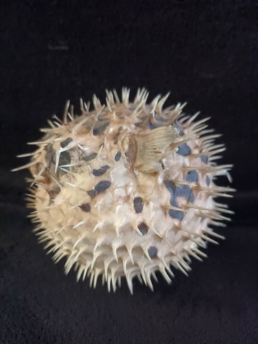 Poisson lune diodon - lune,