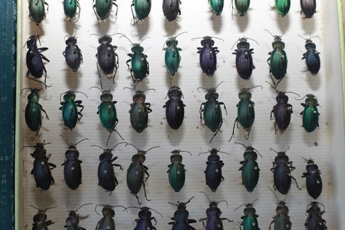 Boîte insectes anciens - 63,