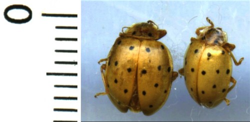 Coccinelidae 2 neohalyzia - -,