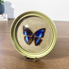 Papillon naturalisé Memphis Baeotus sous verre bombé vintage, Pérou circa 1970