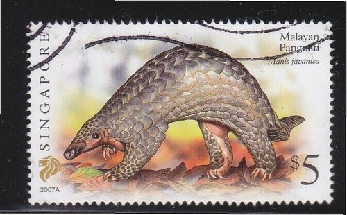 Pangolin malaisien singapour - pangolin,