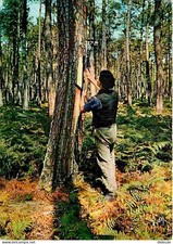 40 - Landes - Foret Landaise -