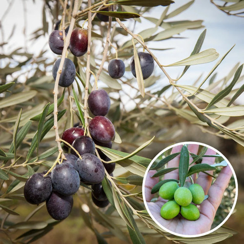 Olea europaea manzanilla - olea, 'manzanilla