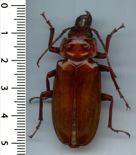 Cerambycidae mallodon - –,