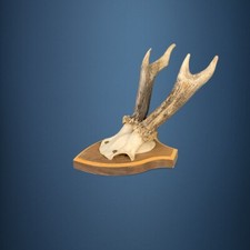 196CA Trophée de chevreuil