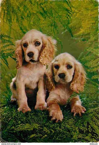 Carte postale animaux - -,