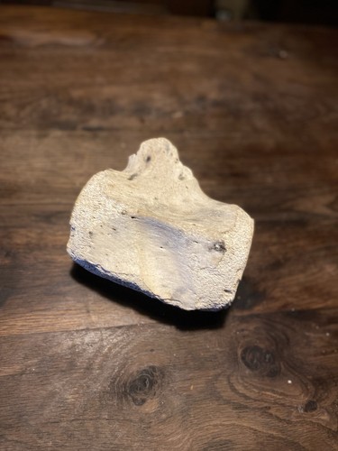 Ancienne vertèbre de - os,