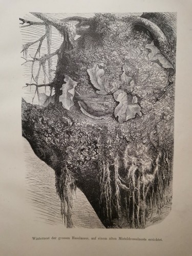 1882 ancienne gravure - ancienne, sur