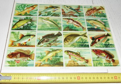 Rare planche 24 - 33,