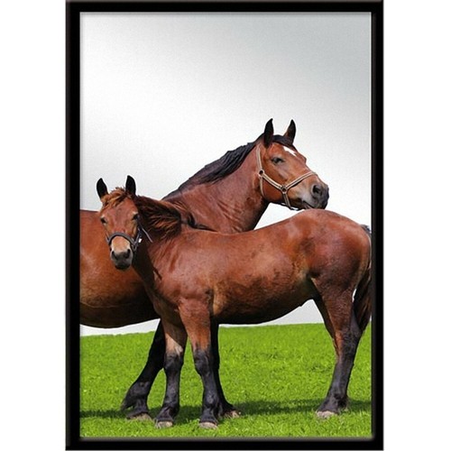 Miroir rectangulaire cheval - miroir,