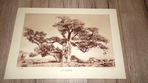 Baobab 20 cm - un, 29
