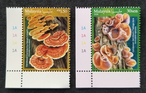 Malaisie champignons