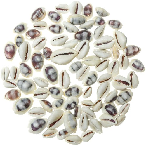 Coquillages cypraea moneta