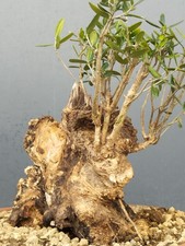 Bonsaï olivier robuste 24 x