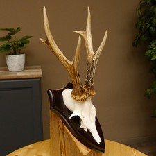 Bois de Cervidés Chevreuil Actuel Poids 310 G Bock Cerf Bouclier 609.86