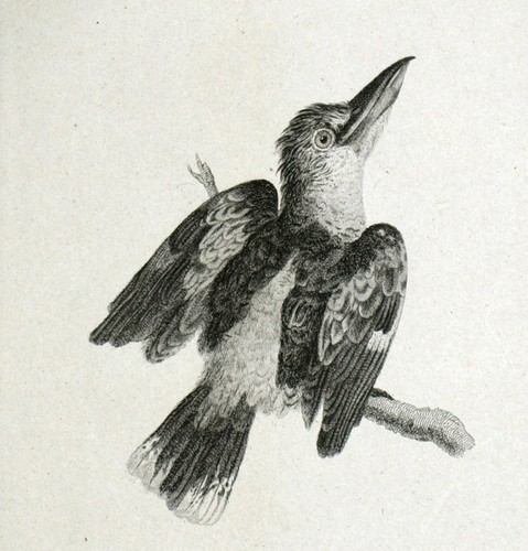 Oiseau martin pecheur leach - oiseau,