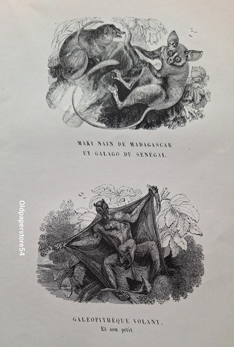 Gravures 1842 animaux - gravures,