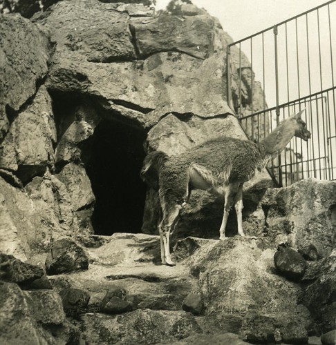 Germany berlin zoological - berlin,