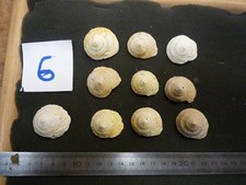 069.06 B - XENOPHORA PATELLATA -LOT N°06 X 10 - FOSSILE DU BASSIN PARISIEN