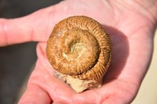 ammonite déroulée Nostoceras Malagasyense maastrichien de Madagascar