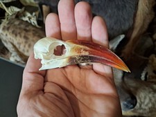 Crâne de calao à bec rouge 