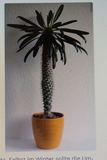 10 Graines De Palmier De