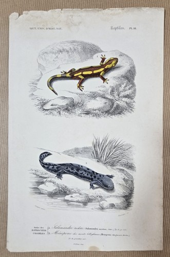 Gravure colorée batracien - gravure,