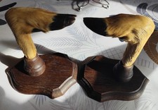 Porte-Fusil Pateres Pattes de Chevreuil  Taxidermie