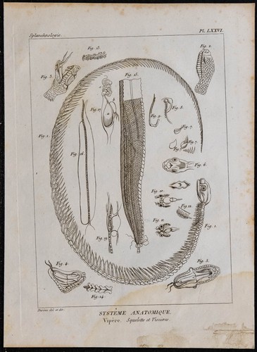 1825 squelette et viscères - 1825,