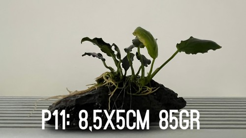 Plante aquarium anubias - plante,