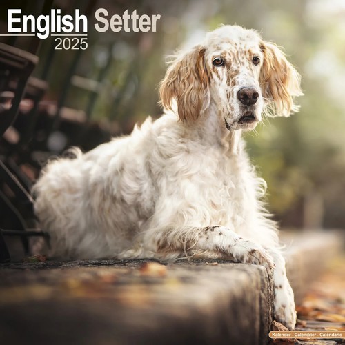 Calendrier 2025 setter - calendrier,