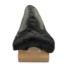 Dent megalodon - de,