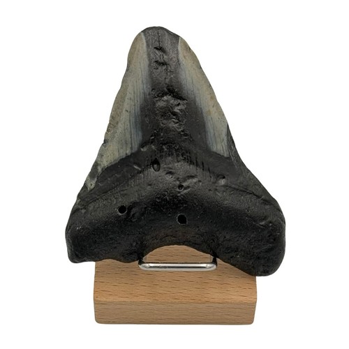 Dent megalodon - dent, de