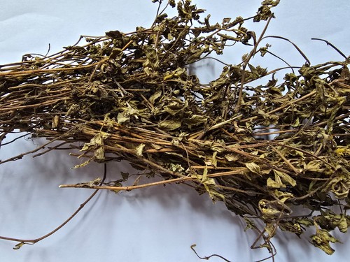 Euphorbia hirta sachet 50g - euphorbia,