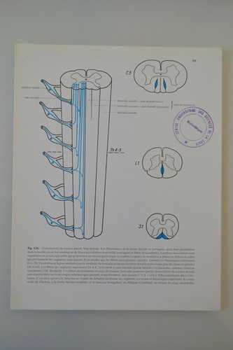 Planche anatomie humaine - d'anatomie,