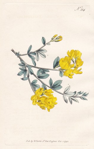Genista ginster brambusch - genista,