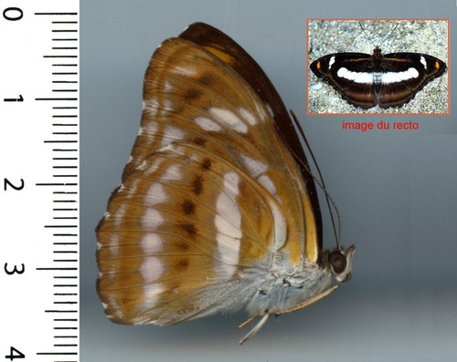 Nymphalidae athyma cama - cama,