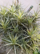 lot=plantes aériennes pour