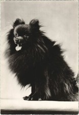 CPA AK Loulou nain DOG (1178130)