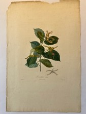 POITEAU, la pomologie