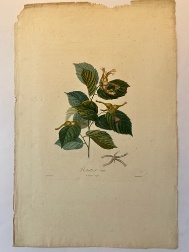 Poiteau pomologie - la,