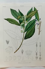 PLANCHE BOTANIQUE LITHOGRAPHIE