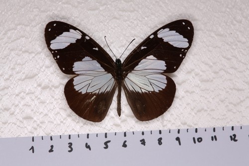 Amauris niavius male rca - male,,