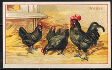 Chromo -Chicorée extra-La Bresse"Poule Noir-La Belle Jardinière-C.Bériot-D.251